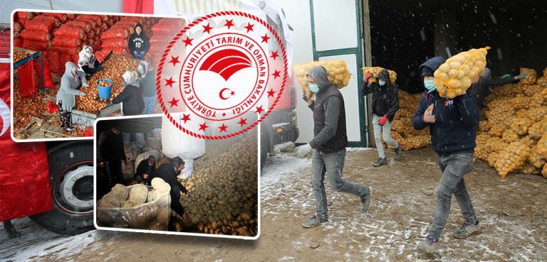 Üreticilerimizden patetes ve soğan alımına başlandı