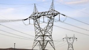 Elektrik hatları yüzlerce kuşu öldürdü, enerji devine dava açılıyor