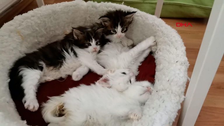 Koruma altındaki türlerden olan 29 Norveç Kedisi Ankara’da ele geçirildi