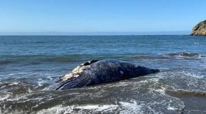 San Francisco Körfez’inde Balina Cesetleri