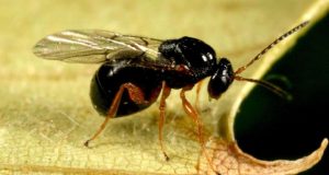 Kestanede verimi düşüren gal arıları ile biyolojik mücadele başlatıldı