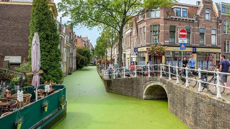 Hollanda’dan ilginç gelişmeler …