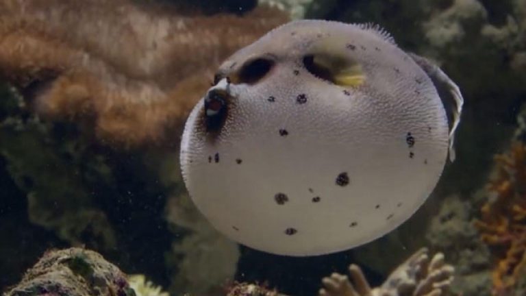 Denizdeki tehdit: İstilacı türler