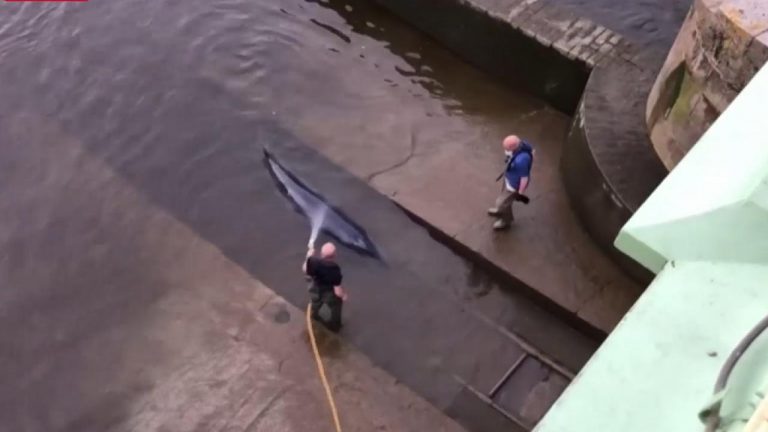 Londra’da 4 saatlik balina kurtarma operasyonu