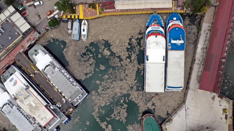 Marmara Denizi’nde ‘ekolojik yıkım’: Müsilaj (deniz salyası) nedir? Çözüm için ne planlanıyor?