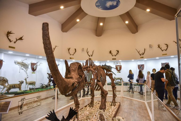 Gaziantep Zooloji ve Doğa Müzesi’nde milyonlarca yıllık fosiller sergileniyor