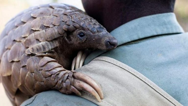 50 bilim insanından iklim ve kriz uyarısı: Fosil yakıtları sonlandırmak yeterli değil