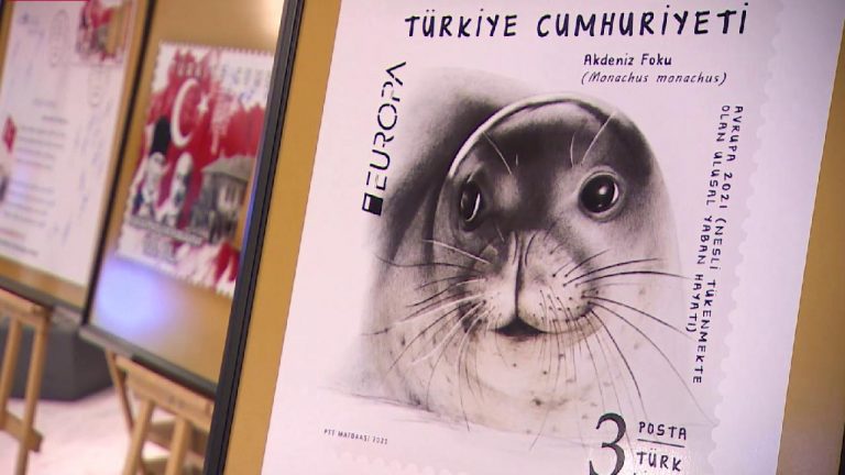 Avrupa Pulu Yarışması’nda Türkiye’yi Akdeniz foku Badem temsil edecek