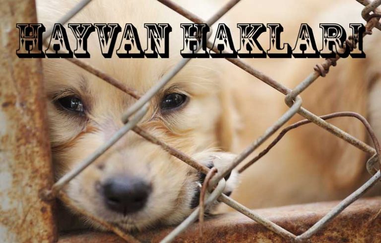 Erdoğan’dan ‘Hayvan Hakları Yasası’ çalışmalarında süreci hızlandırma talimatı