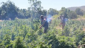 PKK’nın finans kaynağına darbe: 5,2 milyar liralık uyuşturucu ele geçirildi