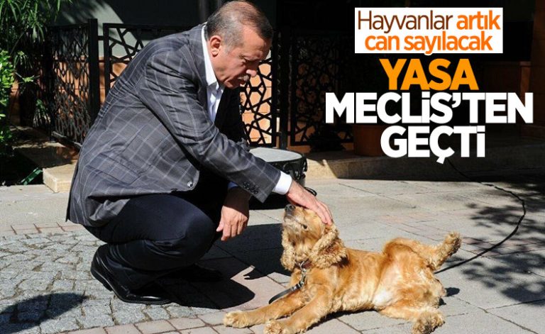 Hayvanları Koruma Kanunu caydırıcı olacak mı?