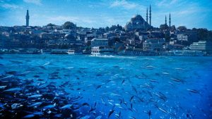 Bakan Kurum: Marmara’da balık avı kısıtlaması getirilebilir