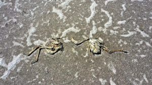 Bakan Pakdemirli: Bin kadar flamingo öldü, zehirlenme yok