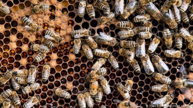 Ege’deki yangınlar arıcıları vurdu