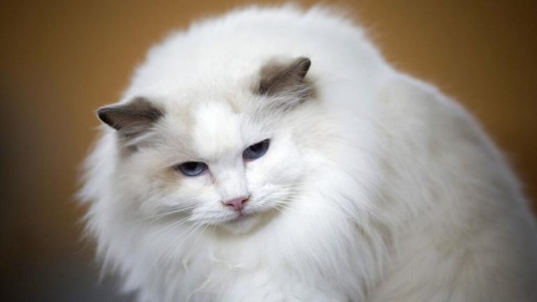 Tayvan’da kaçak 154 kediye ötanazi kararı tepkiye neden oldu; yasa değişikliği tartışılıyor