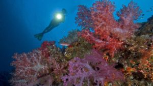 Tayland’da mercanlara zarar veren güneş kremleri yasaklandı