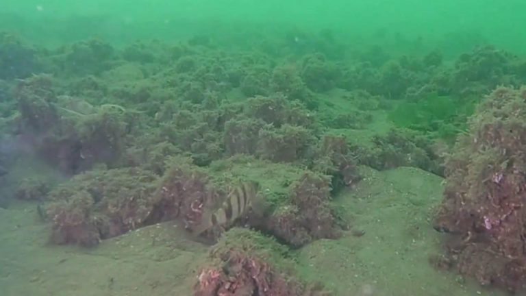 Müsilaj dipte dağıldı