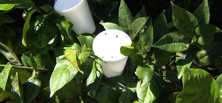 Üreticiler, zararlı böcekleri faydalı böceklerle yok ediyor