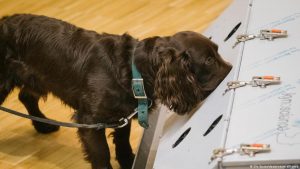 Almanya’da köpekler korona testi yapacak