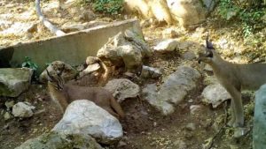 ‘Ormanın hayalet kedisi’ Antalya’da görüntülendi