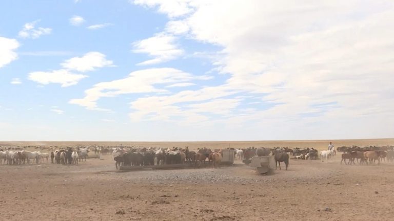 Kazakistan’da göçebe hayat: At çobanları