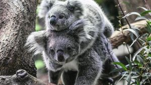Avustralya’da koala nüfusu tehdit altında