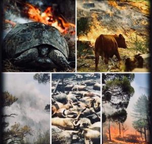 Türkiye Afet Acil Durum Planı