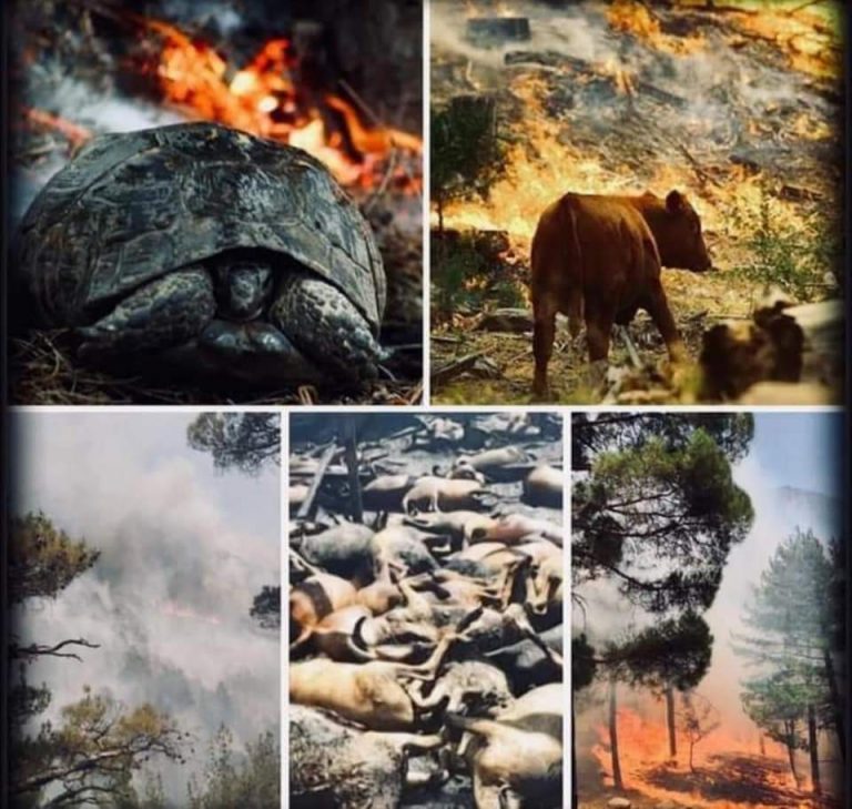 Türkiye Afet Acil Durum Planı