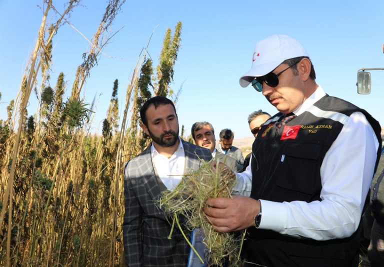 Sivas’ta kenevirde İlk Hasat Yapıldı