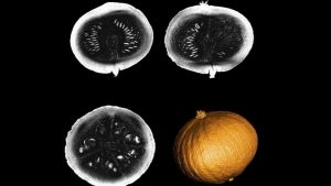 Dünyanın en güçlü MRI tarayıcısı balkabağı üzerine test edildi