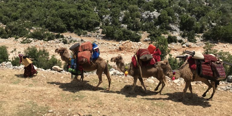 Turna Misali filmi Tokyo Film Festivali’nde