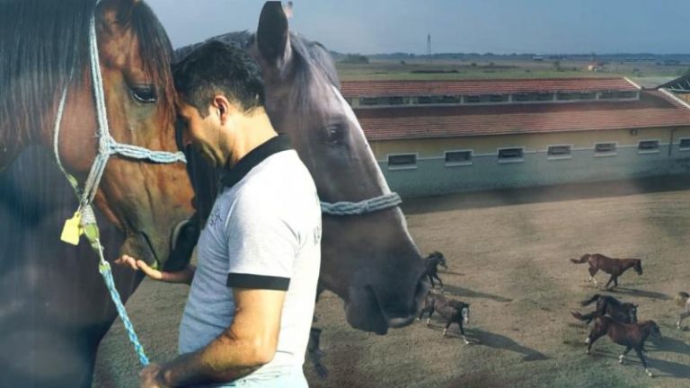 Şampiyon ataların torunları: Safkanlar