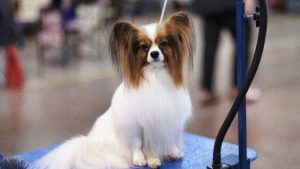 Araştırma: Köpekler dilimizi öğreniyor