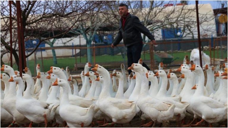 Ekmeğini Taştan Çıkaracaklar