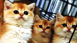 Evcil hayvan ürünleri, milyar dolarlık bir sektör…