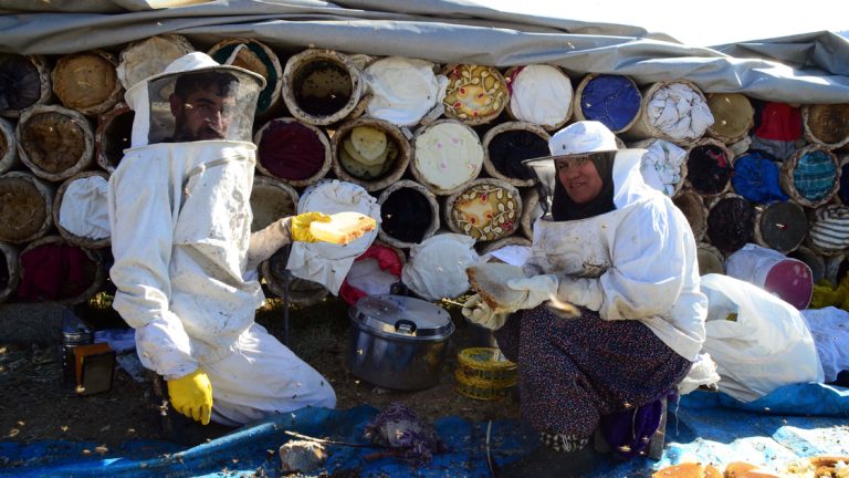 2047 Rakımlı Çemikari Yaylasında Kara Kovan Bal Sağım Töreni Yapıldı