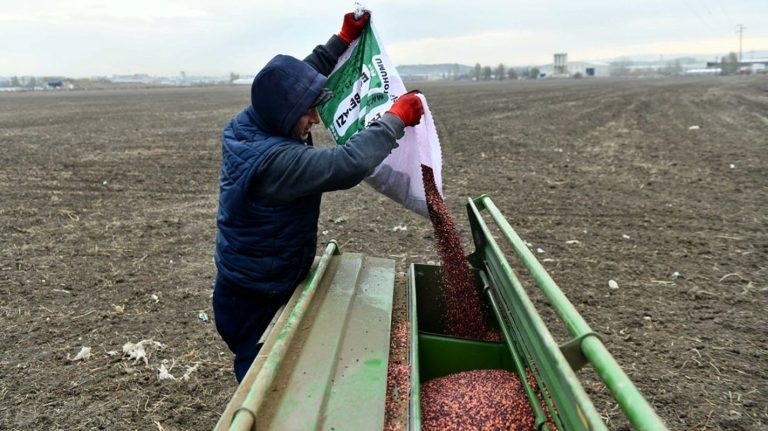 Üreticilere Yüzde 75 Hibeli Fiğ Tohumu Dağıtımı Yapıldı