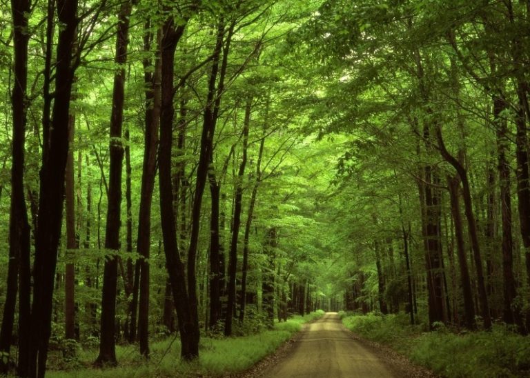 Dört ilde daha ormanlık alanlar, orman sınırı dışına çıkarıldı: 10 binlerce hektar yok edilebilir