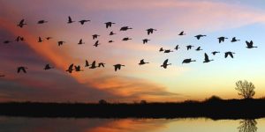 İklim krizi nedeniyle hayvanların göç yollarının bozulması bitkilerin yok olması riskini yarattı