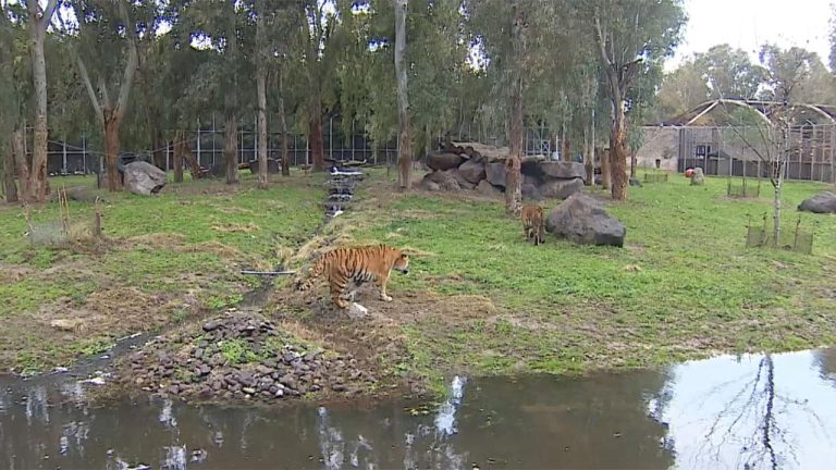 İzmir Doğal Yaşam Parkı’ndaki hayvanlara kışa özel bakım