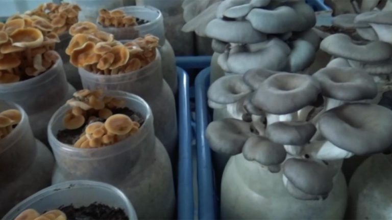 Yalova’da bulunan mantar gen bankasında 2 tür mantar tescillendi