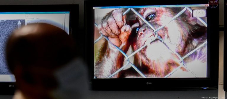 Maymun çiçeği virüsü Avrupa’da yayılıyor