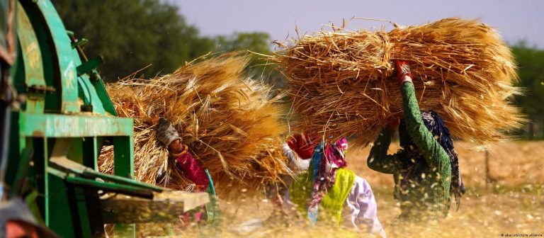 Buğday fiyatı rekor kırdı