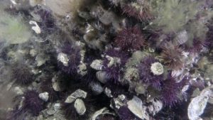 Marmara Denizi’ndeki süngerler canlanmaya başladı