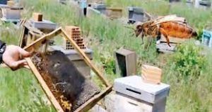 Üstün ırk arıları nasıl çaldılar?