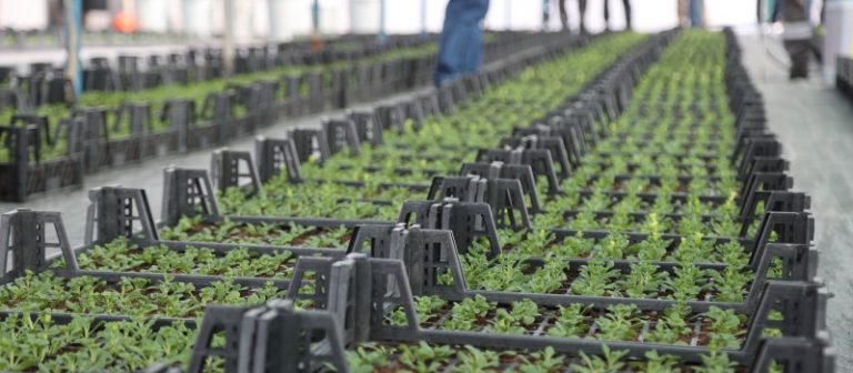 Uşak Belediyesi Ata Tohumlarını fideye dönüştürüyor