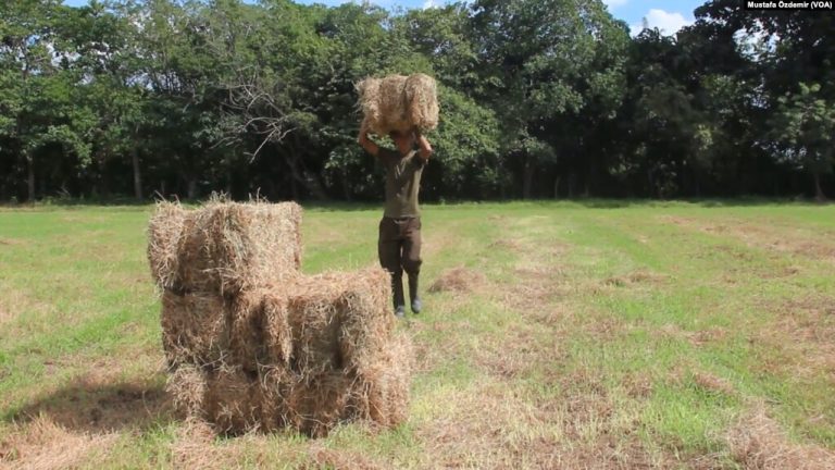 Ukrayna Krizi Latin Amerika’da Gıdaya Erişimi Zorlaştırdı