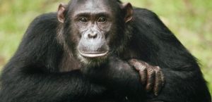 Tanzanya’da maymunların kaçırdığı 1 aylık bebek hayatını kaybetti