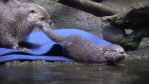 Yavru su samuru sudan korktu, annesi yüzmeyi öğretti