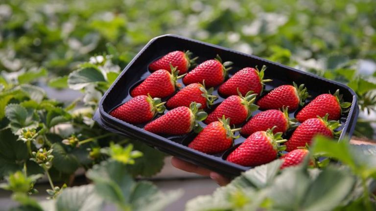 Dünyayı sürdürülebilir modern tarım doyuracak